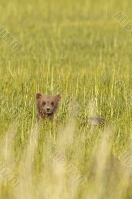 bear cub in glass