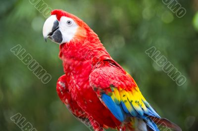 hybrid macaw