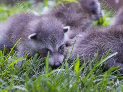 baby racoons