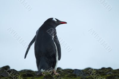 gentoo penguin rear view
