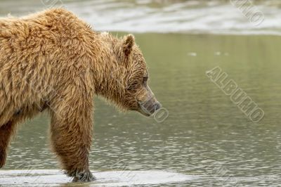 bear walking into water