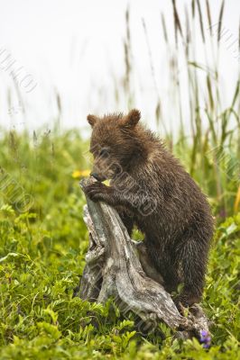 bear on tree