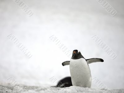 gentoo penguin