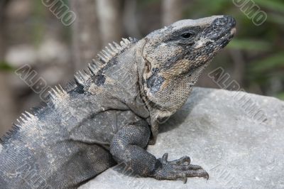 image of iguana