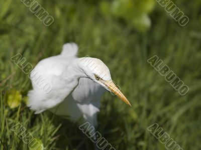 heron bird on green grass