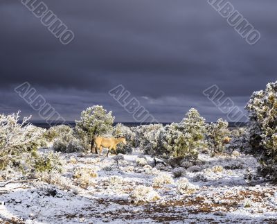 horse with dark sky and snow in arizona