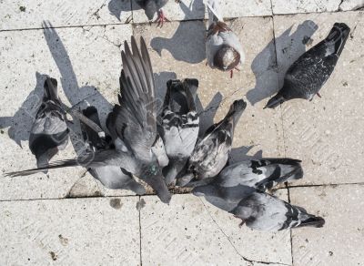 pigeons