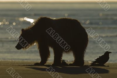 bear sunset