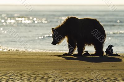 bear bird silhouette