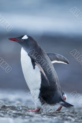penguin in snow