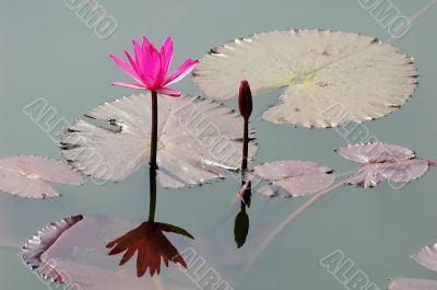 Pink lotus flower blooming in pond in the summer