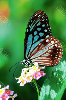 Butterfly sitting on a flower Butterfly sitting on a flower