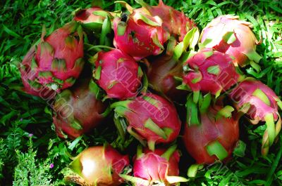 Dragon fruits Dragon fruits