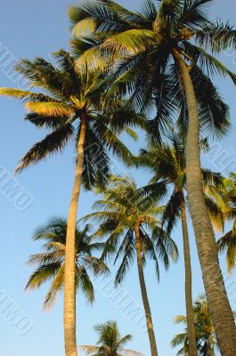 Coconut trees Coconut trees