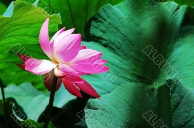 Lotus flower blooming in pond in the summer