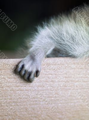 six week old baby racoon