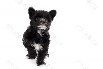 shih tzu walking on white