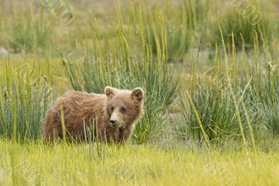 short bear cub