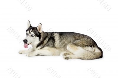 siberian husky tongue out