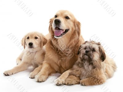 Three Dogs