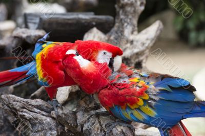 two parrots perched on the branch