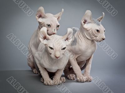 three creepy cats