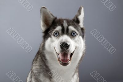 smiling husky in grey backgorund