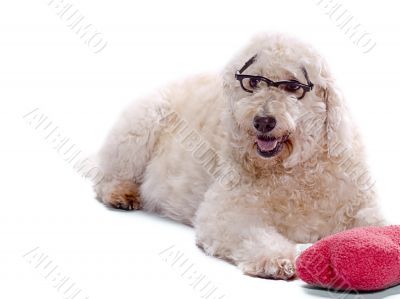 smart labradoodle