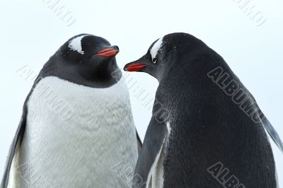 two penguins