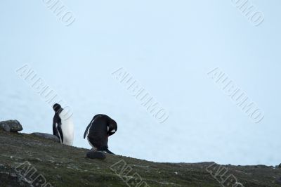 two gentoo penguins