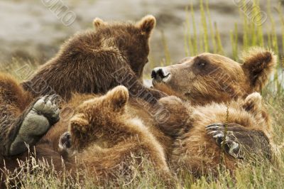 three bear cubs