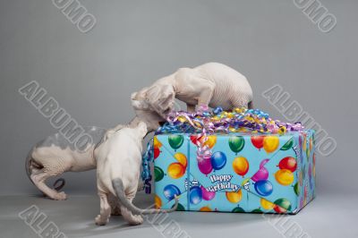 three cute puppies opening gift