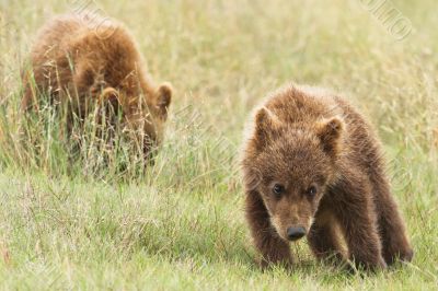 small bear cubs