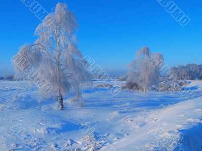 Winter landscape with birch 