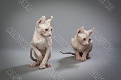 wrinkly hairless cats