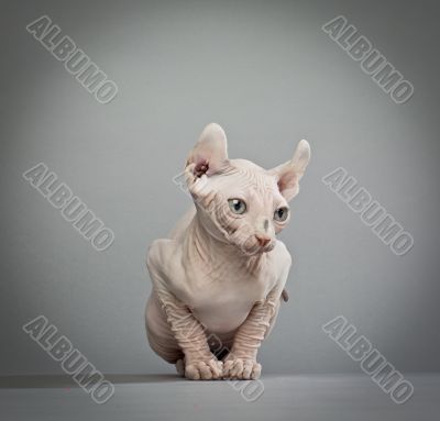 wrinkled elf cat