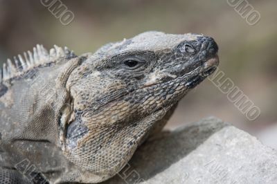 wild iguana