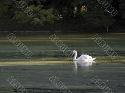 white swan in tuscany