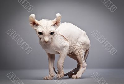 weird hairless cat