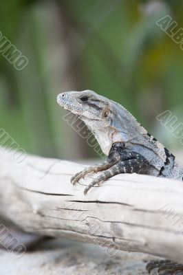 wild lizard on a branch