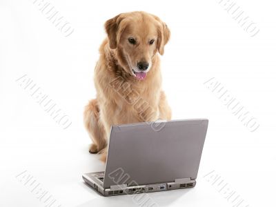 working golden retriever