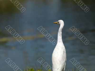 white egret with pond in background