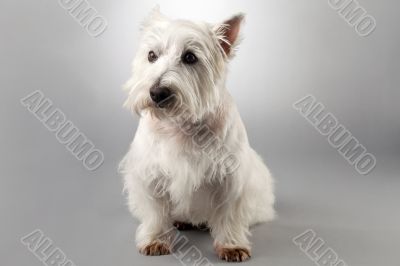 west highland terrier