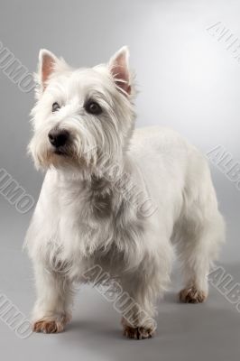 white terrier  dog
