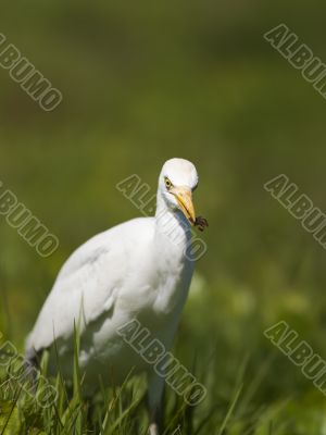 view of a white aquatic bird