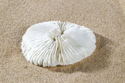 white seashell