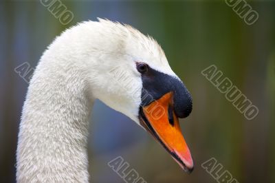 Up Close Swan Head