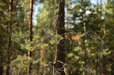 pine needles