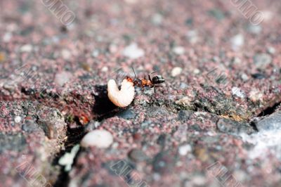 Ant during the removal of food Ant during the removal of food