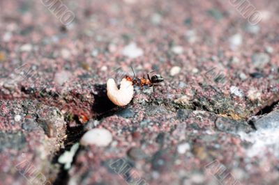 Ant during the removal of food